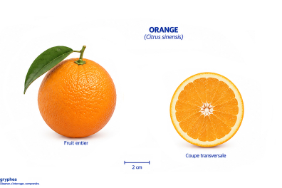 Fruit de l'Oranger (orange)